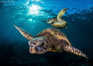 Honu Generations: Young and Old by Tony Cherbas 